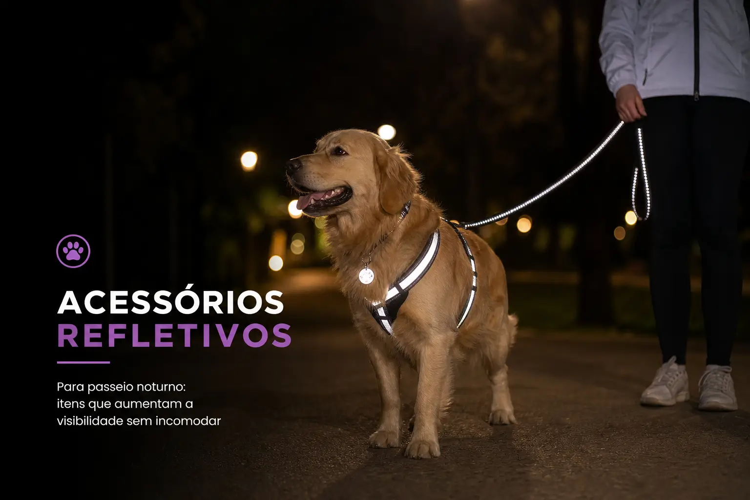 Golden retriever com coleira refletiva em rua noturna