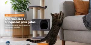 Gato malhado brincando com brinquedos na sala de estar