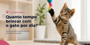 Gatos brincando com brinquedo no fundo de sala iluminada