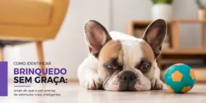 Bulldog Francês com bola em busca de brinquedo estimulante