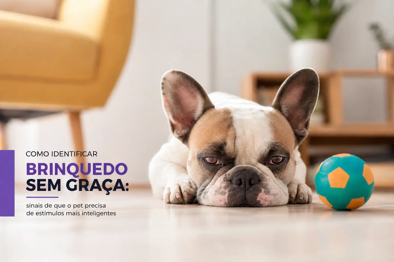 Bulldog Francês com bola em busca de brinquedo estimulante