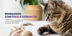 gato malhado com brinquedo de penas e bola, planta ao fundo