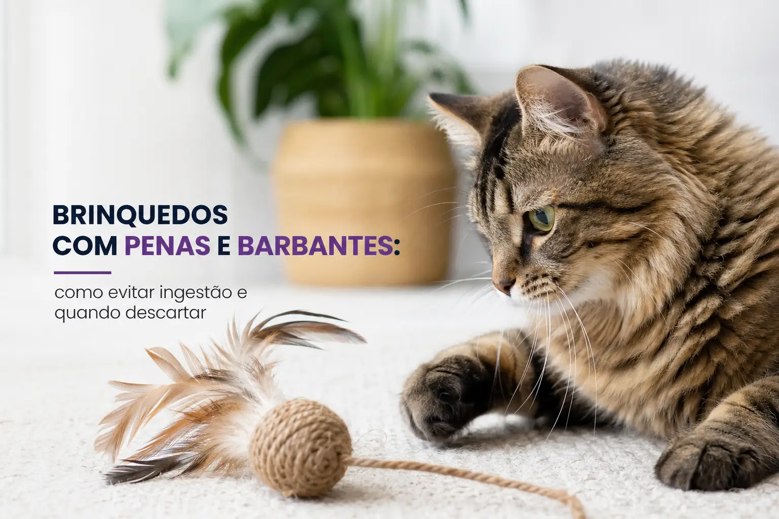 gato malhado com brinquedo de penas e bola, planta ao fundo