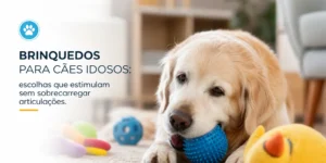Golden retriever com brinquedos para cães idosos em um tapete