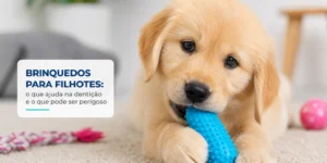 Golden Retriever filhote com brinquedo azul de mastigar