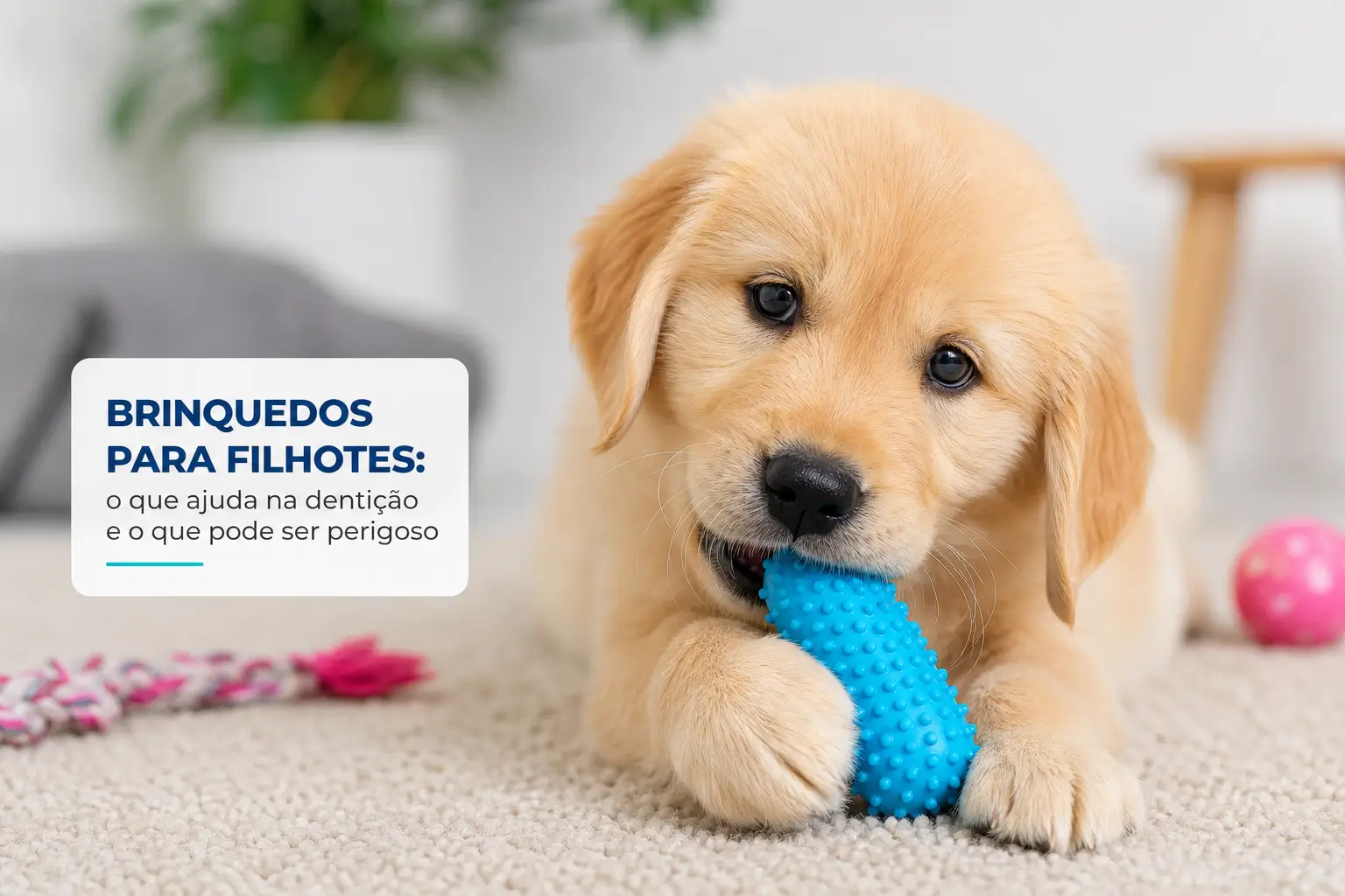 Golden Retriever filhote com brinquedo azul de mastigar