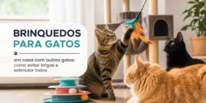 Gatos brincando com brinquedo em casa, evitando brigas
