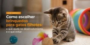 gato filhote cinza com brinquedos no chão