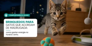 Gatinho brincando com brinquedos em sala noturna, comportamento felino