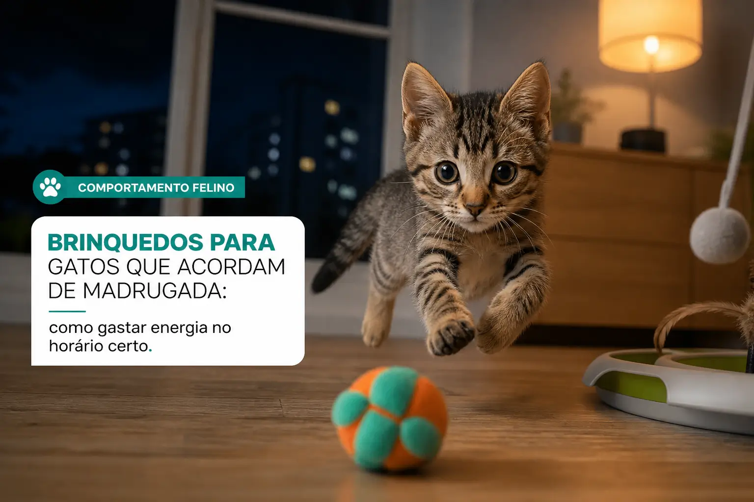 Gatinho brincando com brinquedos em sala noturna, comportamento felino