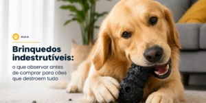 Golden retriever com brinquedo destrutível no chão