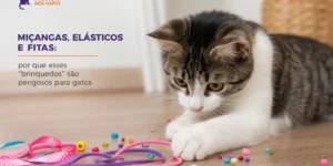Gato tabby e branco com brinquedos coloridos e elásticos