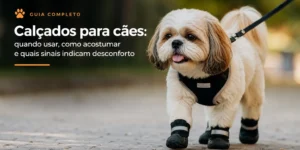 Cachorro pequeno com arnês e botas na rua