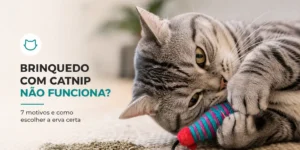 Gato cinza com brinquedo colorido e catnip no fundo desfocado