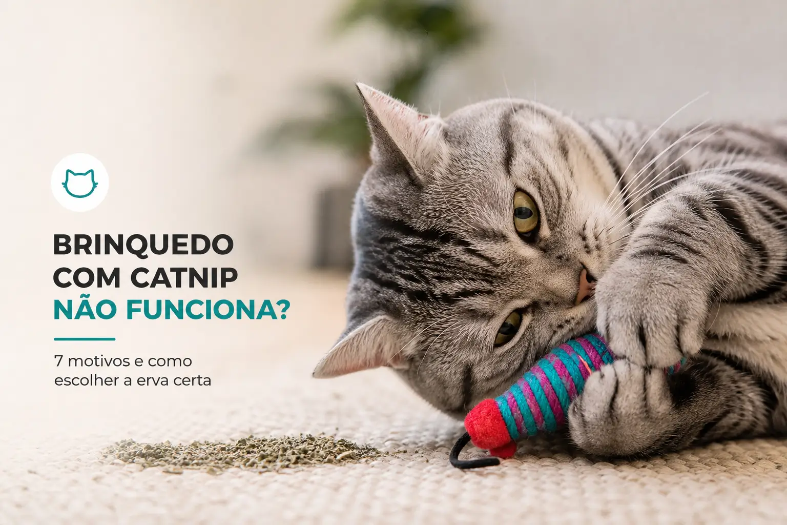 Gato cinza com brinquedo colorido e catnip no fundo desfocado
