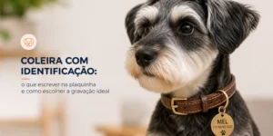 Cachorro preto e branco com coleira identificada