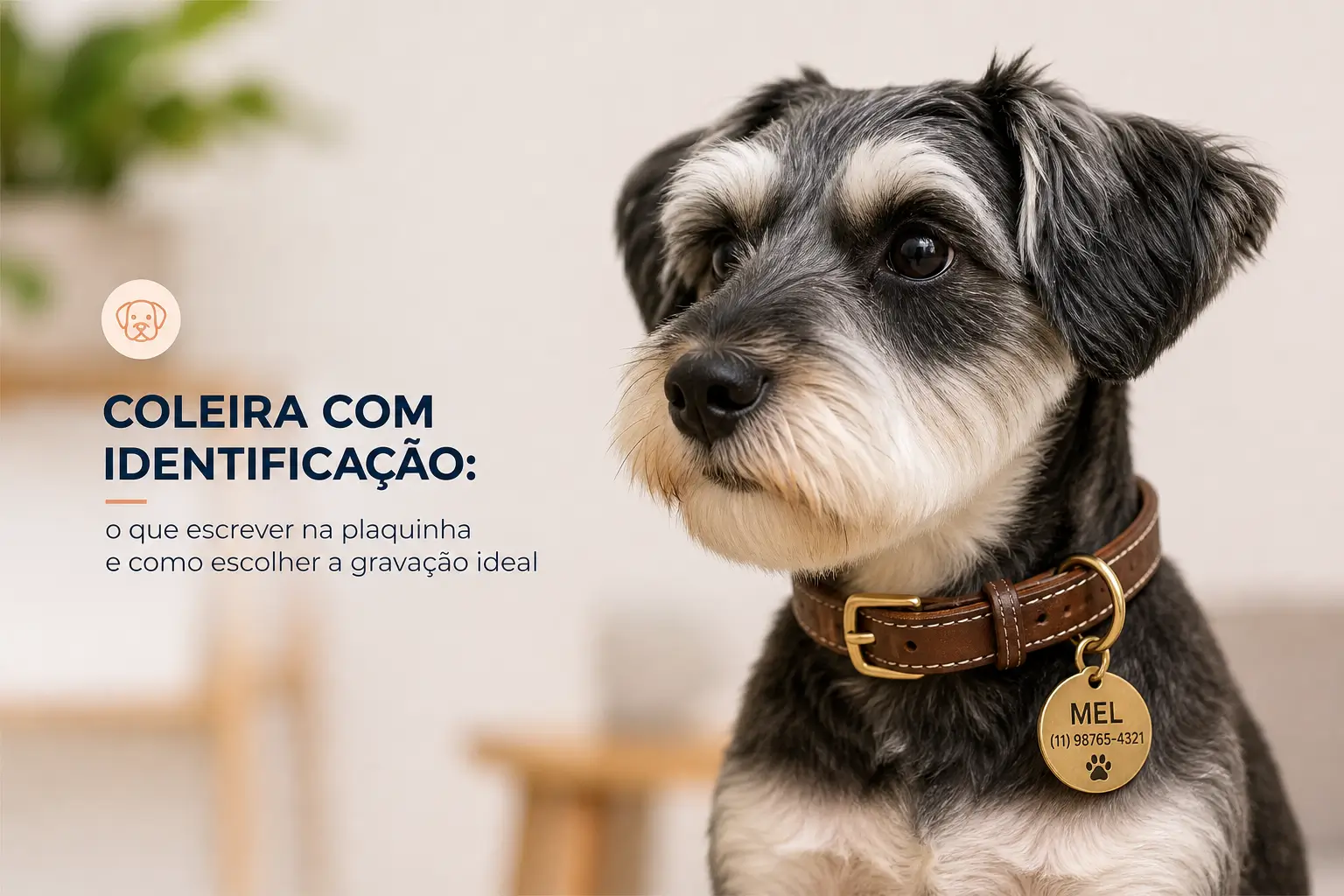 Cachorro preto e branco com coleira identificada