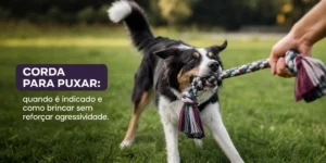 Cão preto e branco correndo com brinquedo de corda em parque