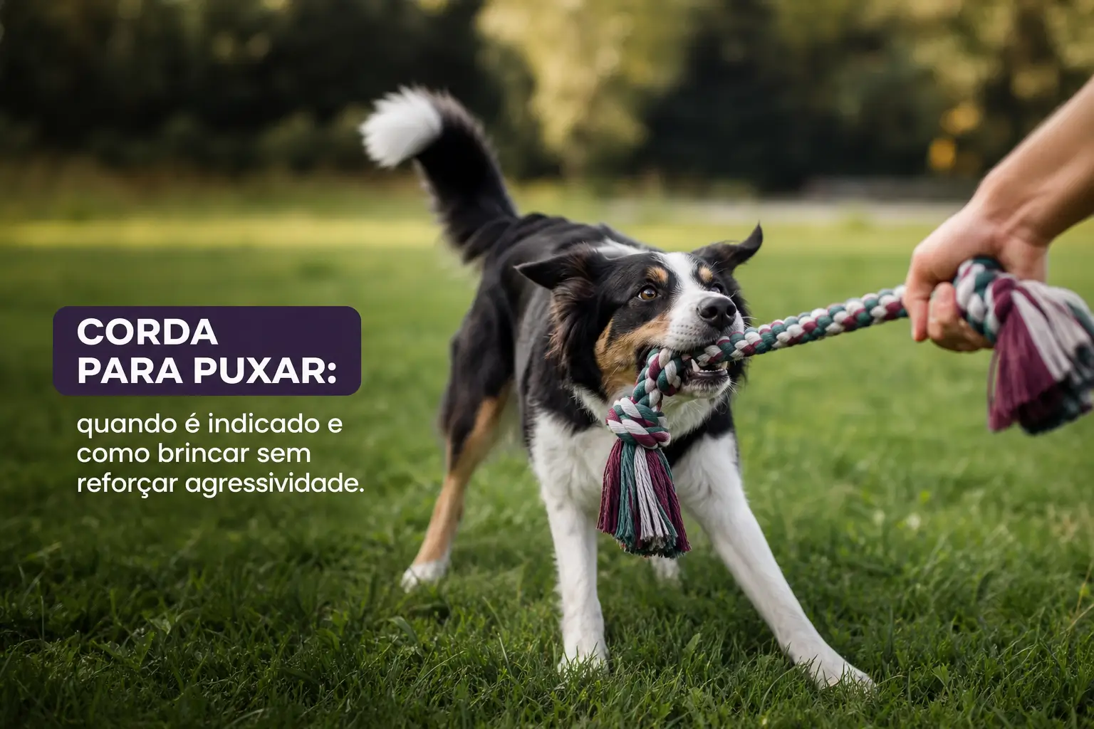 Cão preto e branco correndo com brinquedo de corda em parque