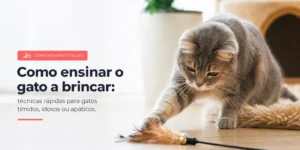Gato cinza com brinquedo de penas no sofá, texto em português
