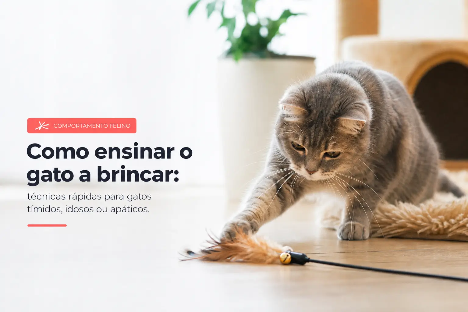 Gato cinza com brinquedo de penas no sofá, texto em português