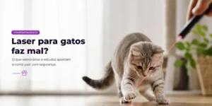 Gato cinza perseguindo laser vermelho em sala iluminada