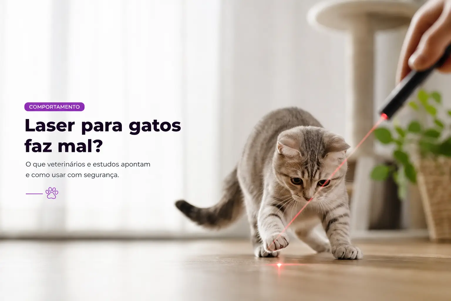Gato cinza perseguindo laser vermelho em sala iluminada