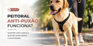 Labrador dourado com coleira em um caminho ensolarado