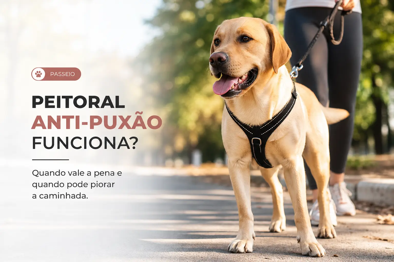 Labrador dourado com coleira em um caminho ensolarado