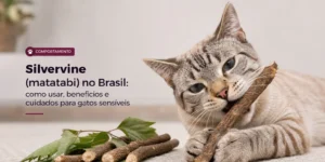 Gato cinza com ervas medicinais e texto sobre Silvervine no Brasil