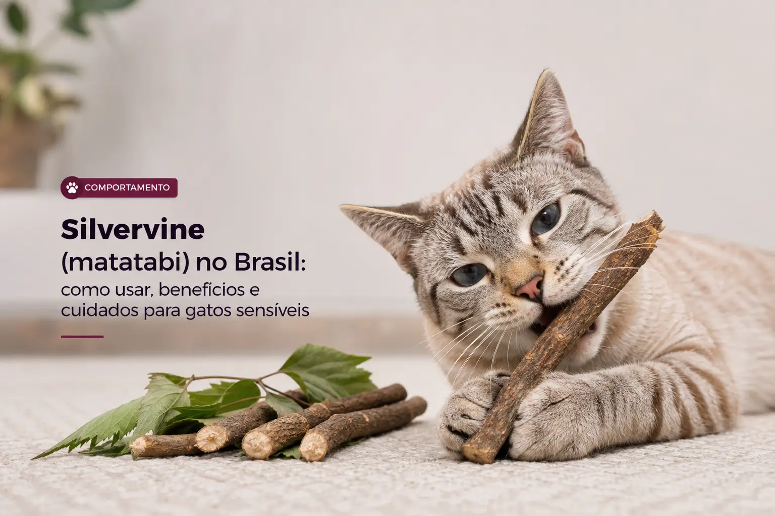 Gato cinza com ervas medicinais e texto sobre Silvervine no Brasil